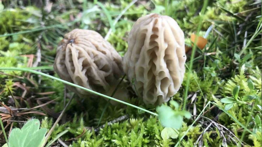 Tazesinin kilosu 300, kurutulmu�u 2 bin 500 liradan al�c� buluyor