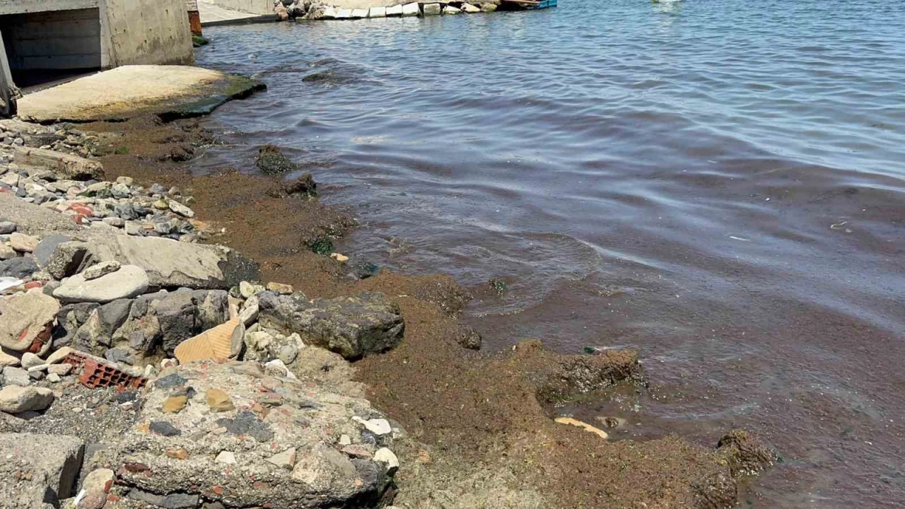 Tekirdağ Sahili'nde kırmızı yosun yoğunluğu dikkat çekti