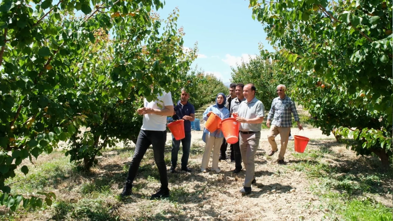 Tescilli Mut kay�s�s�nda 120 bin ton rekolte bekleniyor 