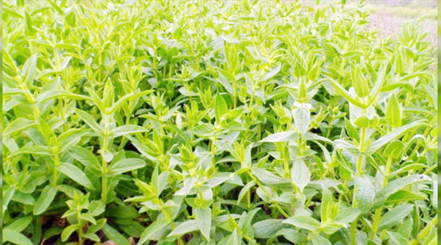 Tıbbi aromatik bitki hedefi büyük