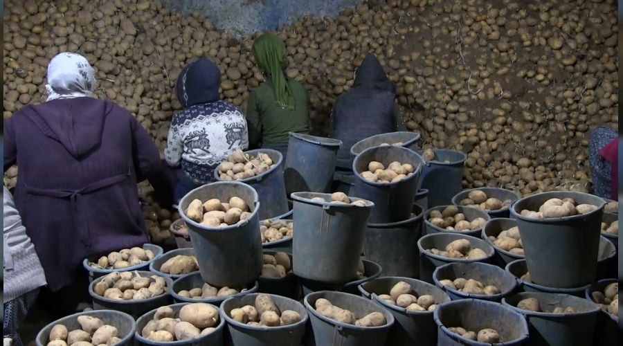 TMO patates alımını sürdürüyor, çiftçiler memnun
