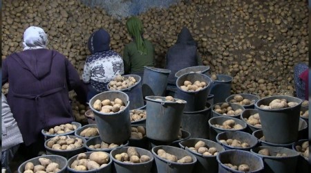 TMO patates alımını sürdürüyor, çiftçiler memnun