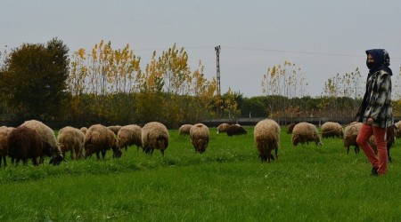 Tohumlar yeşerdi, hayvanlar otlamaya başladı