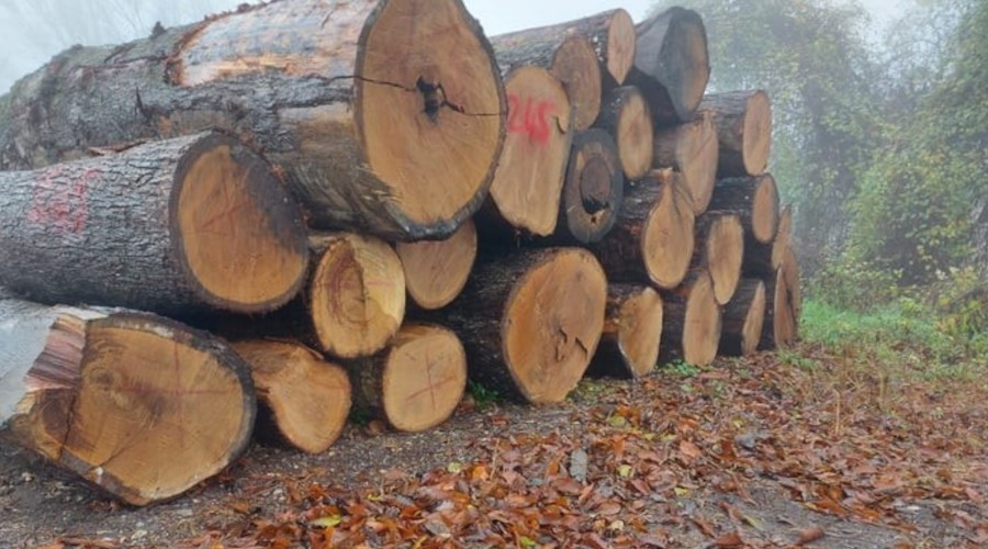 Tomruklar rekor fiyata alıcı buldu