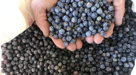 Torosların zirvesinden toplayıp yağının 10 gramını 20 TL'den satıyorlar