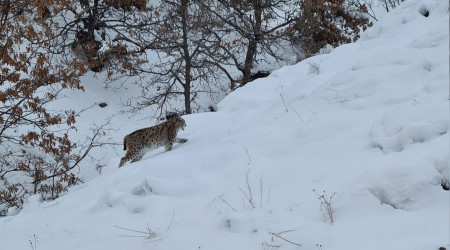 Tunceli'de kırmızı listede bulunan 2 vaşak görüntülendi