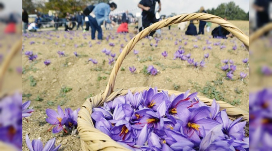 Turistler safran g�rmeye geliyor