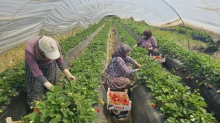 Türk tarımında rekor küçülme
