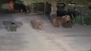 Uluda'da boz ay panii...