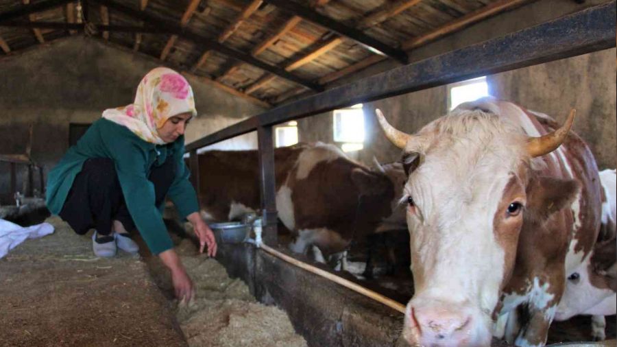 Üniversiteyi bitirdi, devletten aldığı destek ile genç yaşta besici oldu