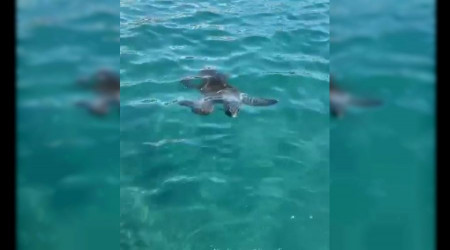 Uzmanından caretta carettayla ilgili rahatlatan açıklama