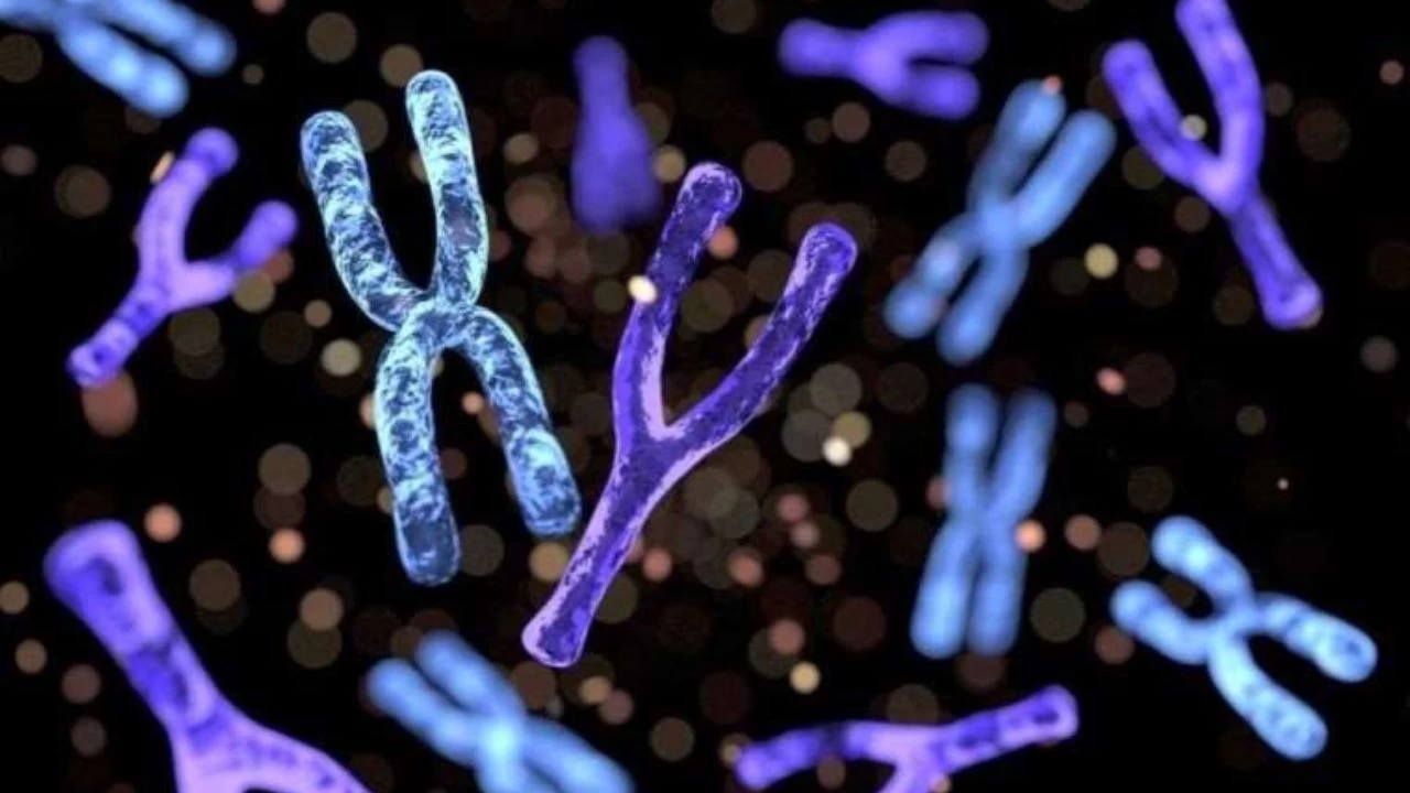 Y kromozomu tam olarak ��z�ld�