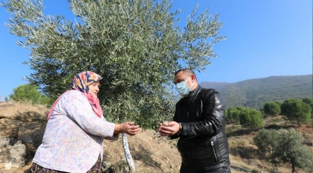 Yabani zeytin ağaçları aşılanıyor