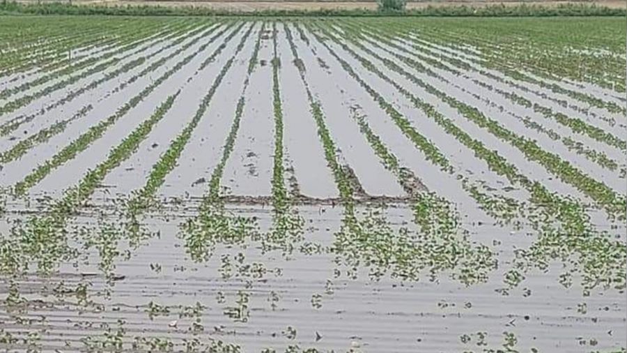 Ya���lar, S�ke Ovas�'nda pamu�a mantar getirdi