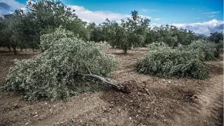 Yatağan ilçesinde tarım ve çiftçi sorunları