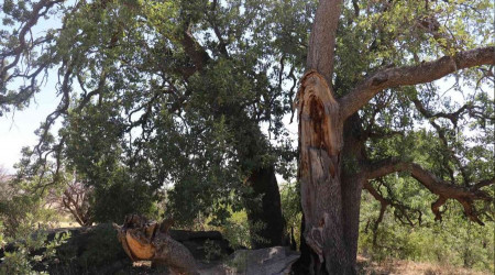 Yeni gelinin batıl inancı 500 yıllık meşe ağacını yaktı