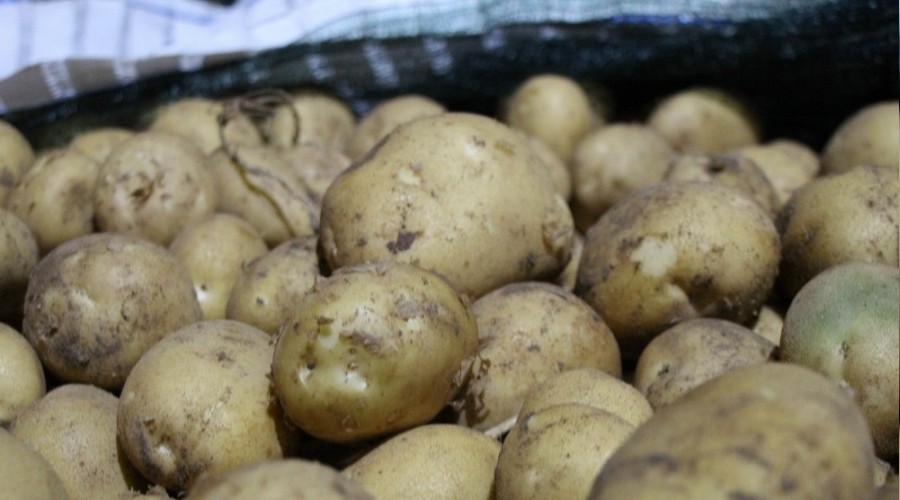 Yerli patates tohumu ile ithalat�n �n�ne ge�ilecek