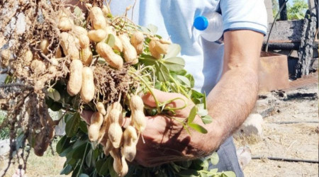 Yılın ilk fıstığı 125 TL'den alıcı buluyor