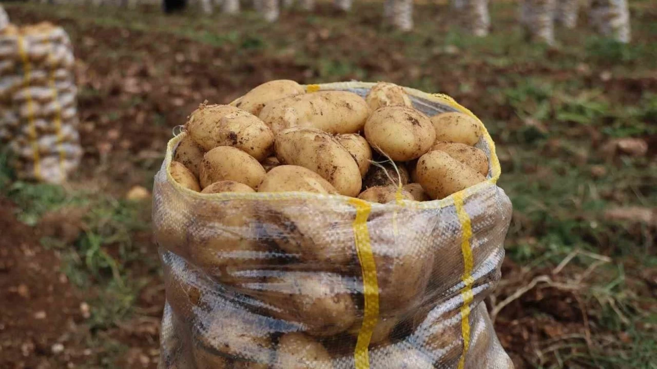 Yurt dışından getirilen 2 bin ton patates virüslü çıktı