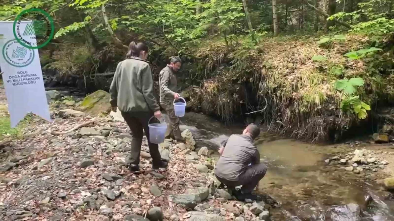 Y�zlerce alabal�k derelere sal�nd�