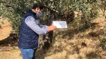 Zeytin güvesi ile mücadele başladı