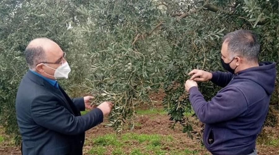 Zeytinde hasar tespit çalışmaları başlatıldı