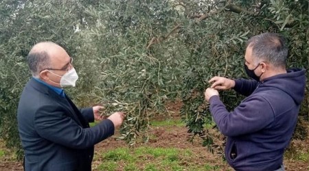 Zeytinde hasar tespit çalışmaları başlatıldı