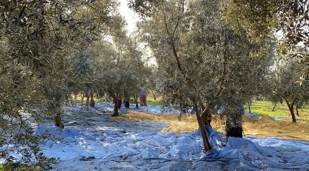 Zeytinden sonra yaprağı da kıymete bindi
