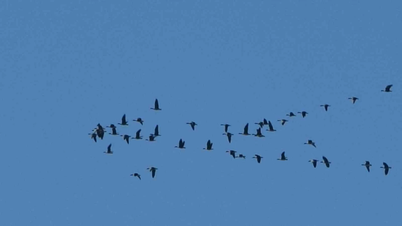 Zorlu gn dura Erek Gl