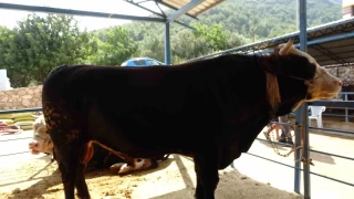 1 ton 300 kiloluk tosun 430 Bin TL'ye satıldı