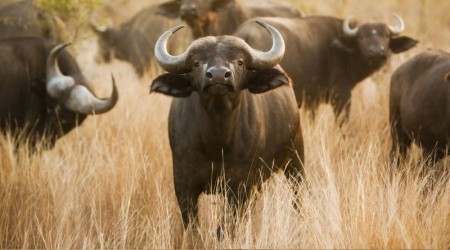 '12 bufalo avcs aranyor' dendi 45 binden fazla kii bavurdu