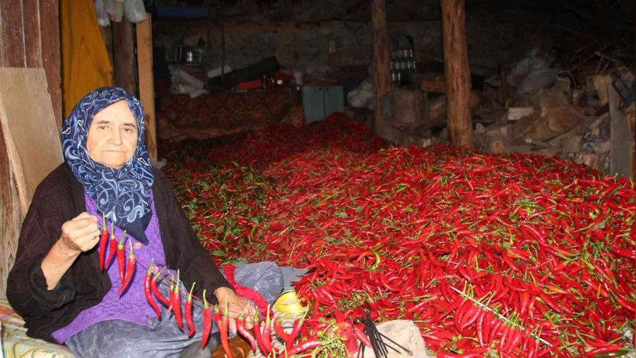 153 yıldır aynı tohumdan acı kırmızıbiber üretiyorlar