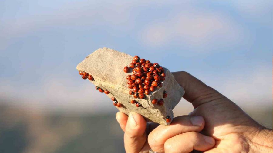 2 bin 260 rakımda uğur böceklerinin görsel şöleni başladı