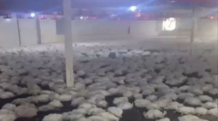 20 bin tavuk sıcaktan telef oldu