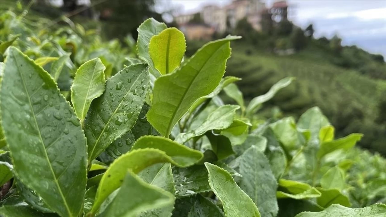 2024 yılı yaş çay alım fiyatı belli oldu