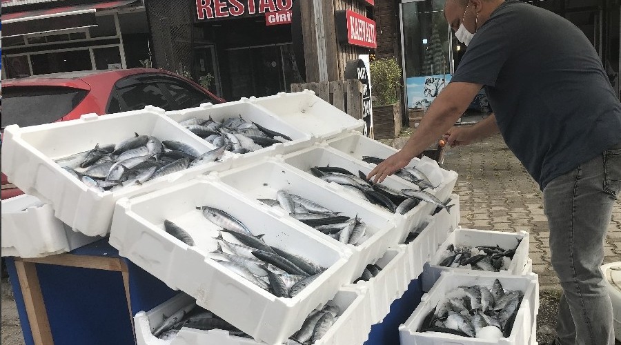 3 tanesi 10 liradan palamut