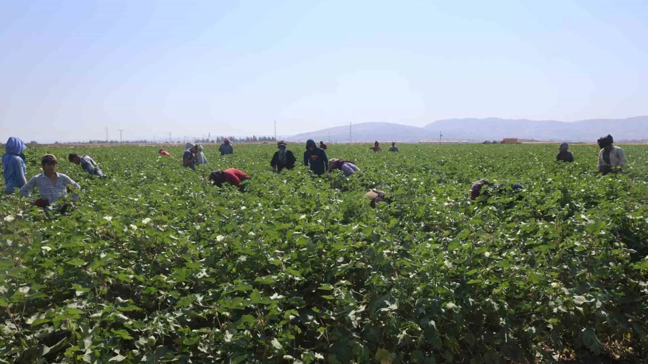 45 derecede g�nl�k 650 liraya �al���yorlar