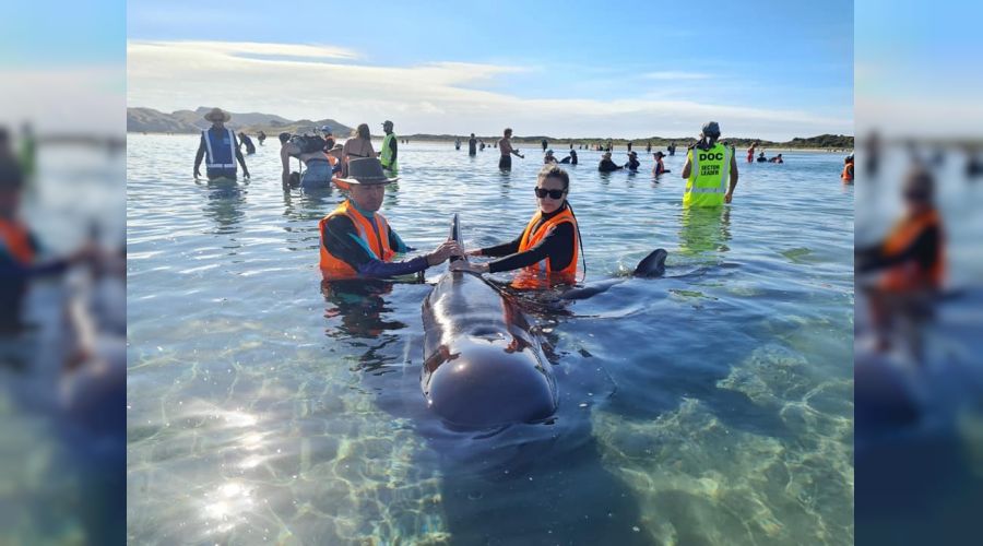 49 balina karaya vurdu, 9'u �ld�