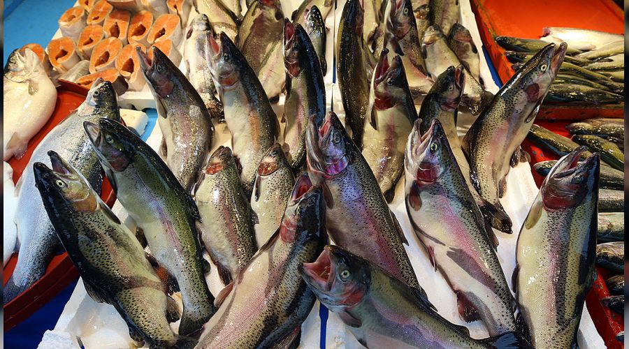 AB balığımıza bile tahammül edemiyor