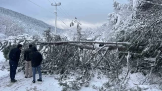 Abant yoluna ağaç devrildi, tatilciler yolda kaldı