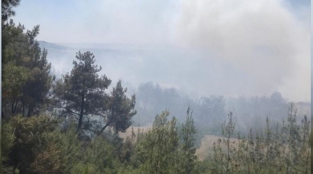 Adana'da gzelim ormanlar yanyor