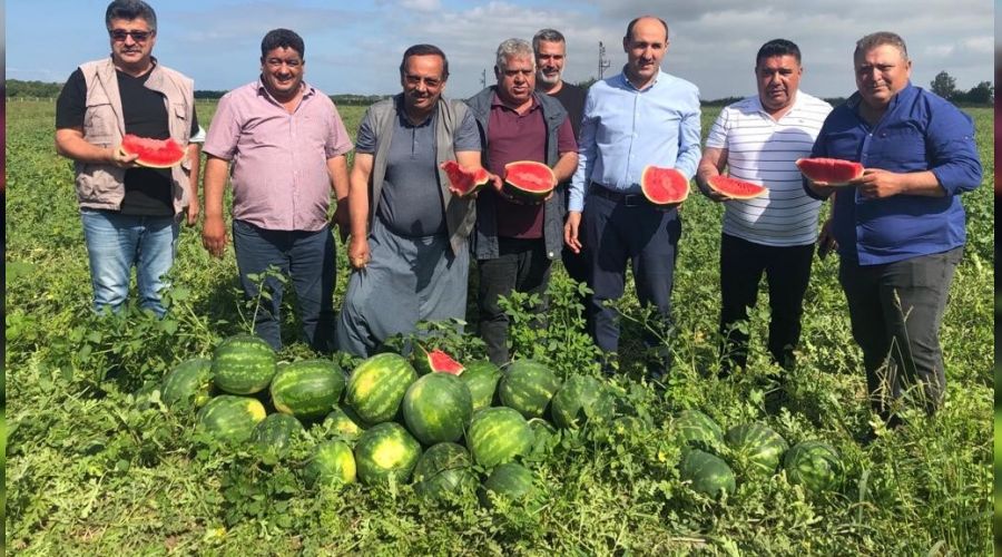 Adana'da karpuz hasadı başladı