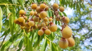 Ad 'ceviz' ama yenmiyor