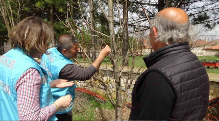 Ağaçlarının kabuklarındaki kuruma üreticileri endişelendiriyor