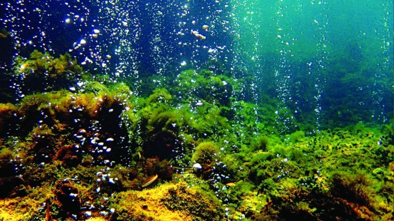 Akdeniz’in derinliklerindeki yaşam