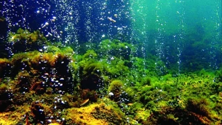 Akdeniz’in derinliklerindeki yaşam