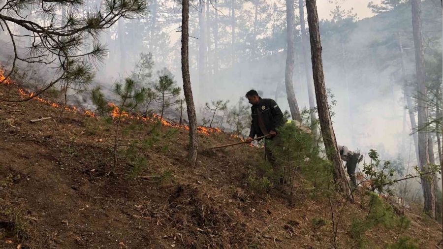 Akli dengesi bozuk şahıs ormanı yaktı