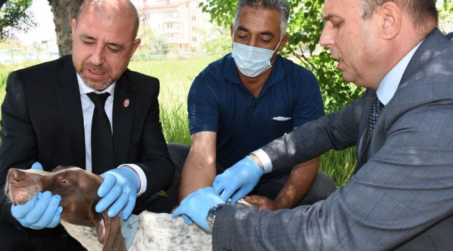 Aksaray'da hayvanlar mikroçip ile takip edilecek