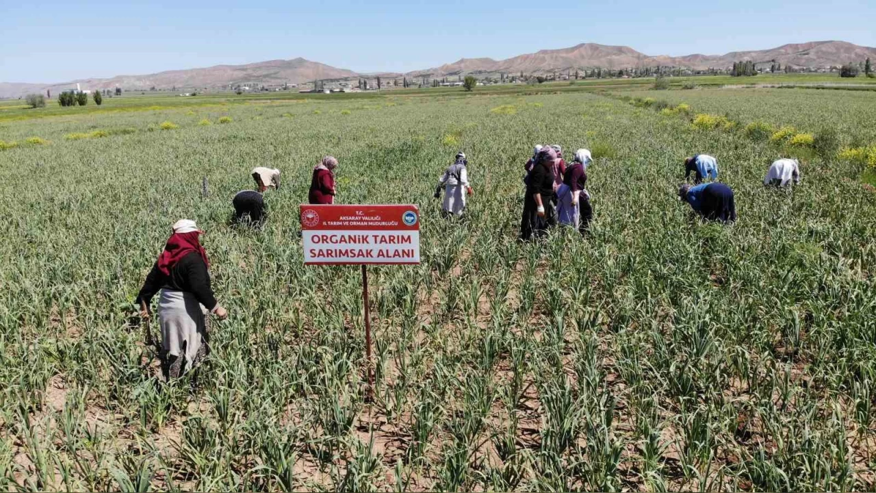 Aksaray'ın organik sarımsağı Rusya ve Almanya antibiyotiğinde