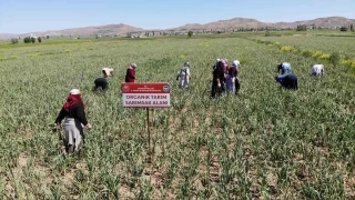 Aksaray'ın organik sarımsağı Rusya ve Almanya antibiyotiğinde